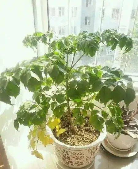 幸福樹老葉發黃的八大原因及症狀,非常實用!