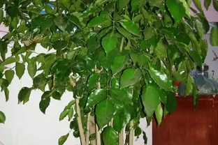 幸福樹老葉發黃的八大原因及症狀，非常實用！