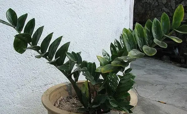 雪鐵芋葉子乾枯怎麼辦，5種原因及解決方法幫你處理葉子乾枯問題