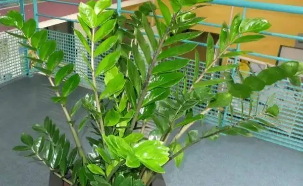 雪鐵芋葉子乾枯怎麼辦，5種原因及解決方法幫你處理葉子乾枯問題