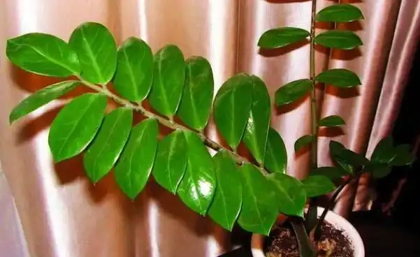 雪鐵芋葉子乾枯怎麼辦，5種原因及解決方法幫你處理葉子乾枯問題