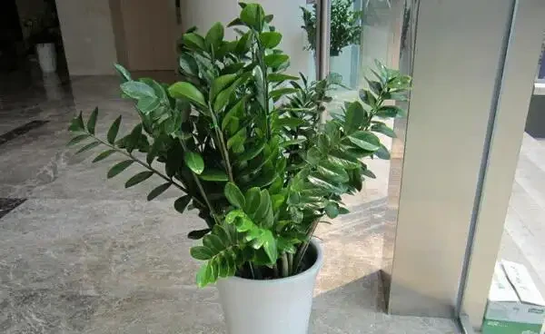 雪鐵芋葉子乾枯怎麼辦，5種原因及解決方法幫你處理葉子乾枯問題