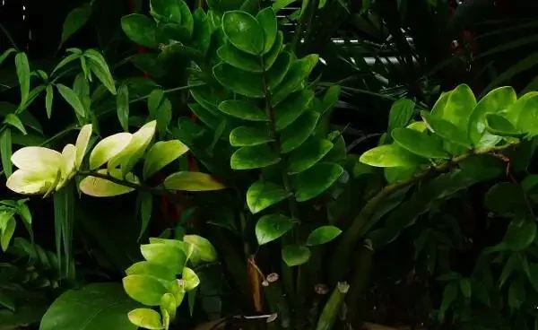 雪鐵芋葉子乾枯怎麼辦，5種原因及解決方法幫你處理葉子乾枯問題