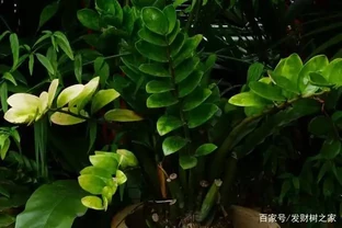 雪鐵芋葉子乾枯怎麼辦，5種原因及解決方法幫你處理葉子乾枯問題