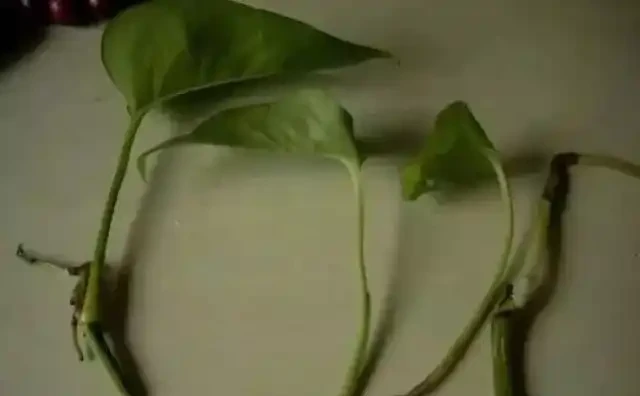 黃金葛不會插枝,這5種方法最實用,學會任一種,家裡擺滿放不下