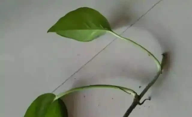 黃金葛不會插枝,這5種方法最實用,學會任一種,家裡擺滿放不下