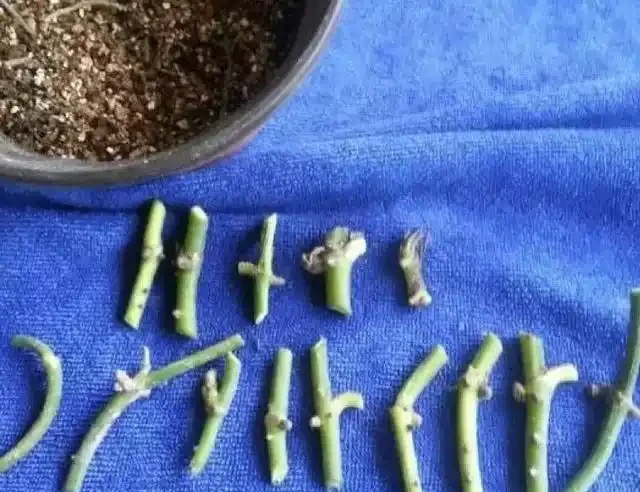 黃金葛不會插枝,這5種方法最實用,學會任一種,家裡擺滿放不下