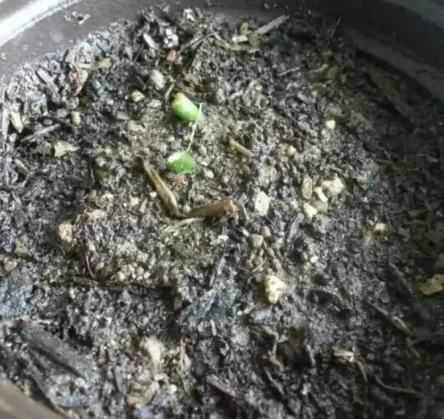 黃金葛不會插枝,這5種方法最實用,學會任一種,家裡擺滿放不下