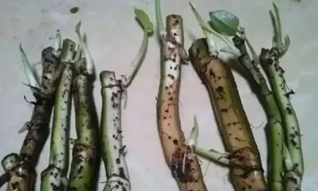 黃金葛不會插枝,這5種方法最實用,學會任一種,家裡擺滿放不下