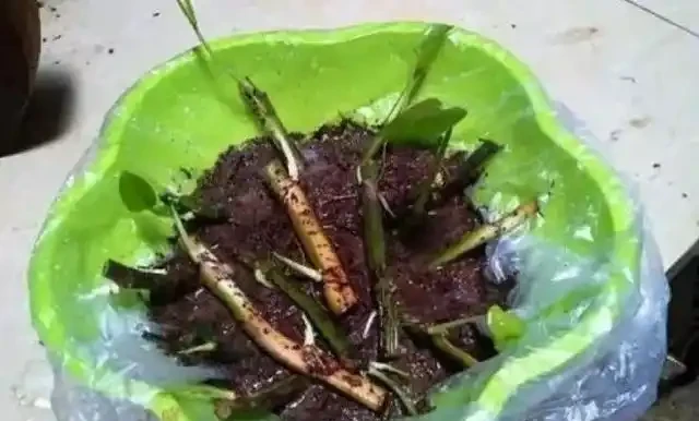 黃金葛不會插枝,這5種方法最實用,學會任一種,家裡擺滿放不下