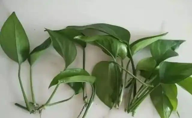 黃金葛不會插枝,這5種方法最實用,學會任一種,家裡擺滿放不下