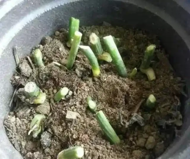 黃金葛不會插枝,這5種方法最實用,學會任一種,家裡擺滿放不下