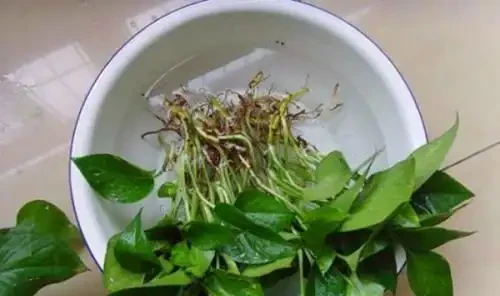 黃金葛插枝大法,4種方法都教你,把你家黃金葛插的泛濫成災