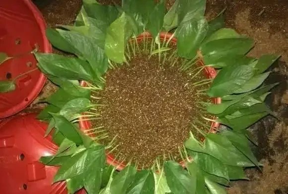 黃金葛插枝大法,4種方法都教你,把你家黃金葛插的泛濫成災