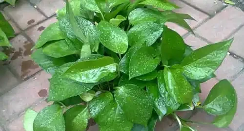 黃金葛插枝大法,4種方法都教你,把你家黃金葛插的泛濫成災