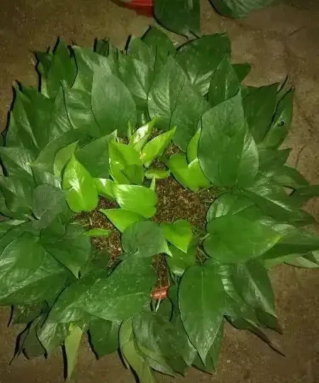 黃金葛插枝大法,4種方法都教你,把你家黃金葛插的泛濫成災