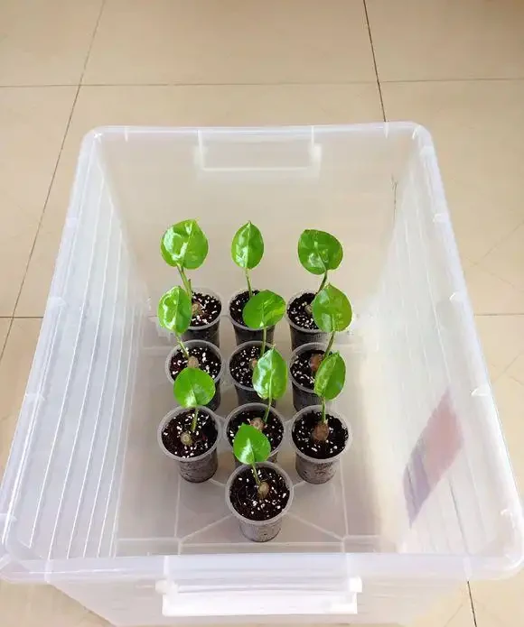黃金葛插枝大法,4種方法都教你,把你家黃金葛插的泛濫成災