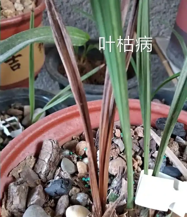 蘭花葉子從根部變黑枯萎，原因有三點，這樣處理才能養好它