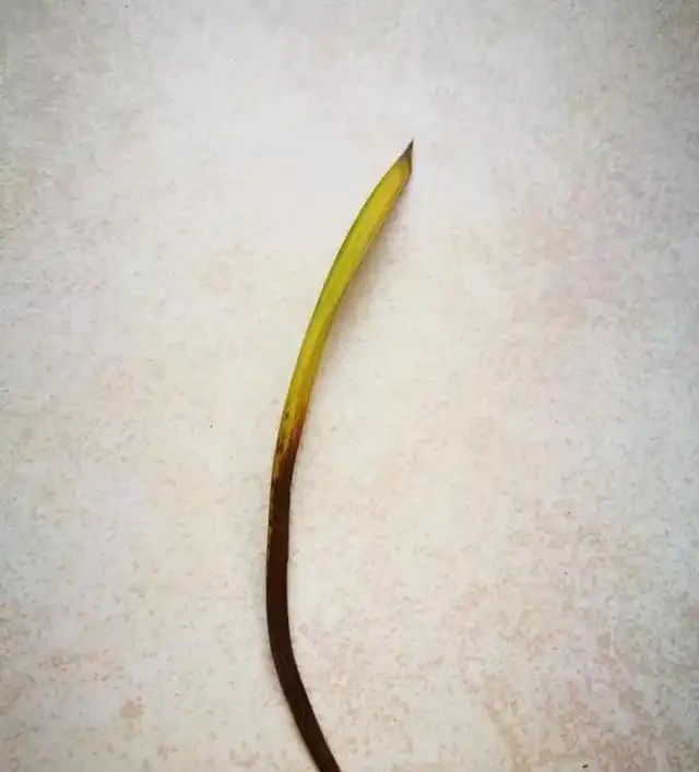蘭花葉子從根部變黑枯萎，原因有三點，這樣處理才能養好它