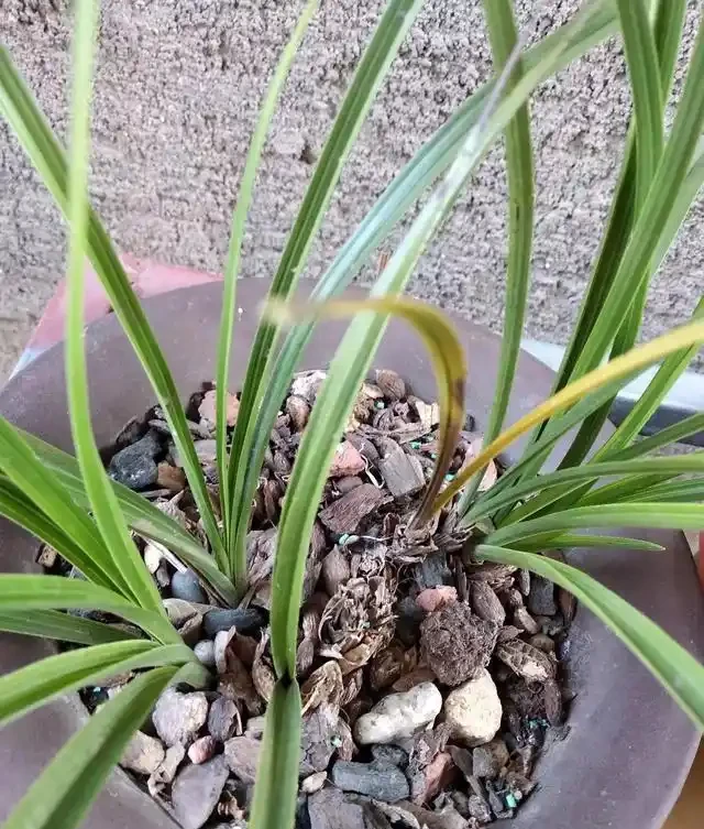 蘭花葉子從根部變黑枯萎，原因有三點，這樣處理才能養好它