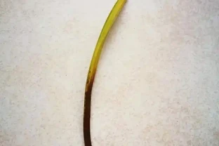 蘭花葉子從根部變黑枯萎，原因有三點，這樣處理才能養好它
