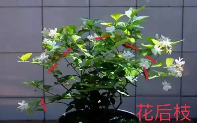 11種高效「插枝法」，長根繁殖超簡單，任一種學會，1盆插成20盆