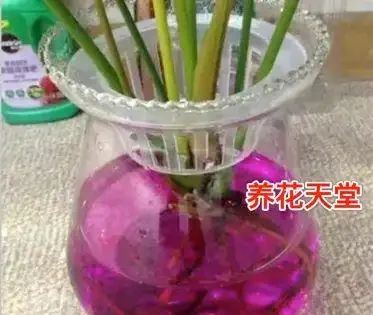 11種高效「插枝法」，長根繁殖超簡單，任一種學會，1盆插成20盆