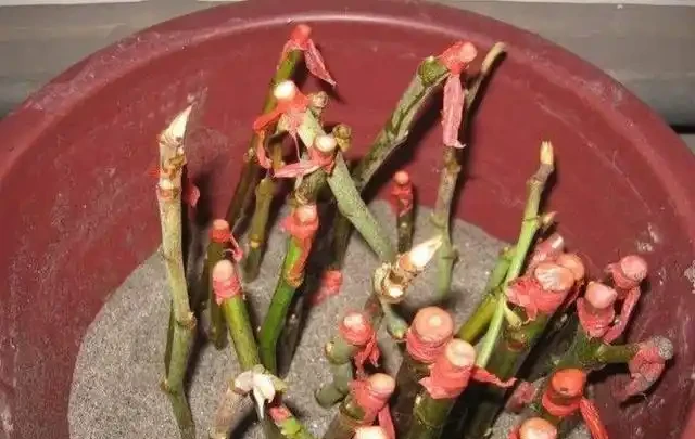 11種高效「插枝法」，長根繁殖超簡單，任一種學會，1盆插成20盆