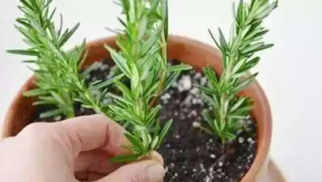 11種高效「插枝法」，長根繁殖超簡單，任一種學會，1盆插成20盆
