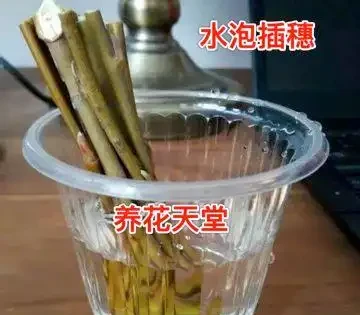 11種高效「插枝法」，長根繁殖超簡單，任一種學會，1盆插成20盆