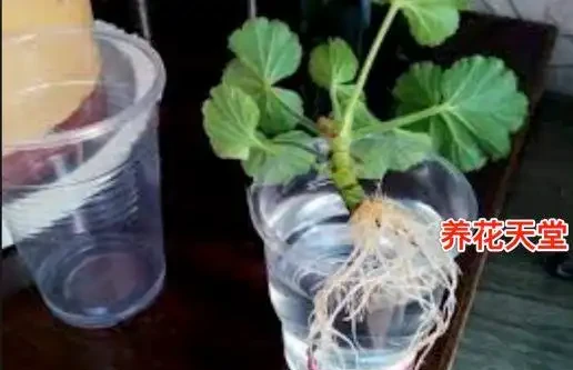 11種高效「插枝法」，長根繁殖超簡單，任一種學會，1盆插成20盆