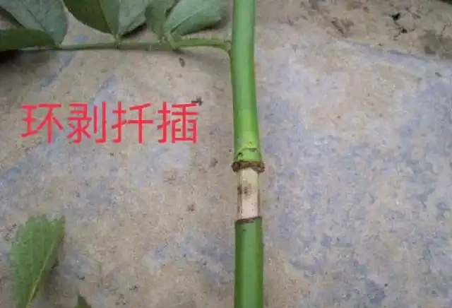11種高效「插枝法」，長根繁殖超簡單，任一種學會，1盆插成20盆