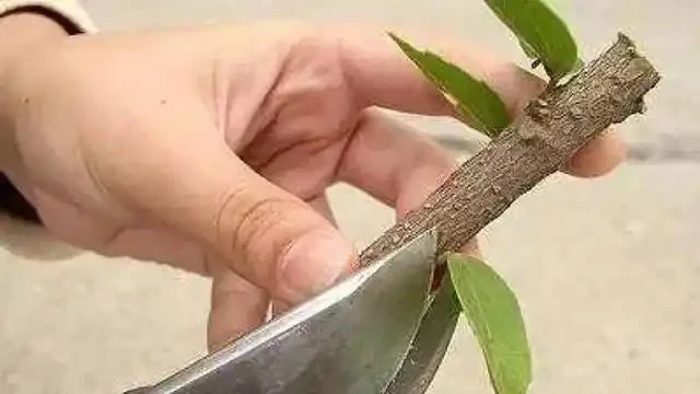 11種高效「插枝法」，長根繁殖超簡單，任一種學會，1盆插成20盆