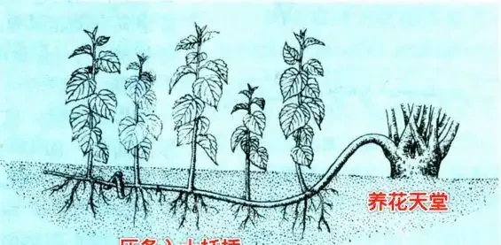 11種高效「插枝法」，長根繁殖超簡單，任一種學會，1盆插成20盆