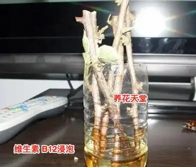 11種高效「插枝法」，長根繁殖超簡單，任一種學會，1盆插成20盆