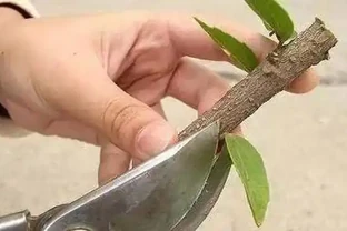 11種高效「插枝法」，長根繁殖超簡單，任一種學會，1盆插成20盆