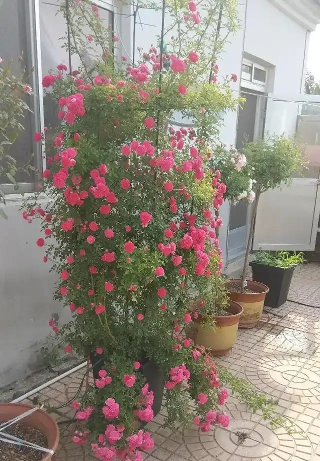 想養薔薇讓它爬滿牆,形成一面花牆,選品種要注意這些事情!