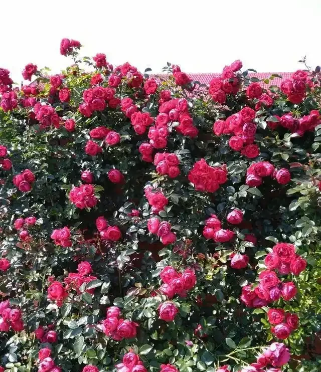 想養薔薇讓它爬滿牆,形成一面花牆,選品種要注意這些事情!