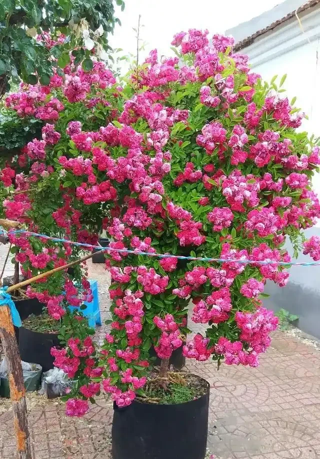 想養薔薇讓它爬滿牆,形成一面花牆,選品種要注意這些事情!