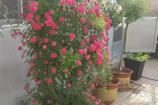 想養薔薇讓它爬滿牆，形成一面花牆，選品種要注意這些事情！