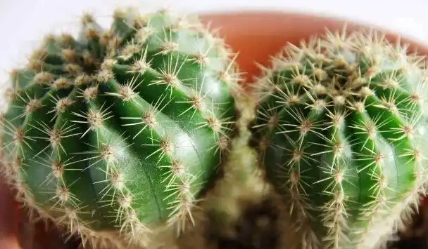 仙人掌怎麼擺,可以化小人、除爛桃花?