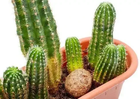 仙人掌怎麼擺,可以化小人、除爛桃花?
