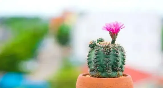 仙人掌怎麼擺,可以化小人、除爛桃花?