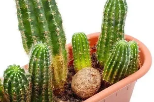 仙人掌怎麼擺，可以化小人、除爛桃花？