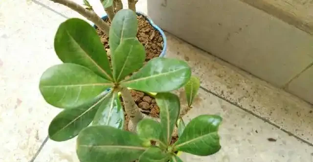 沙漠玫瑰 黃葉