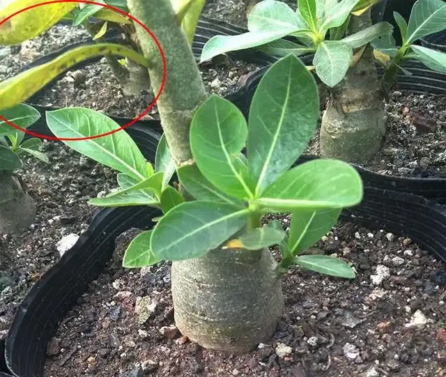 沙漠玫瑰 黃葉