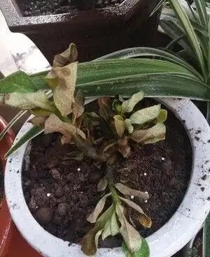 沙漠玫瑰 黃葉
