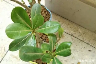 沙漠玫瑰葉子發黃掉葉是怎麼回事？