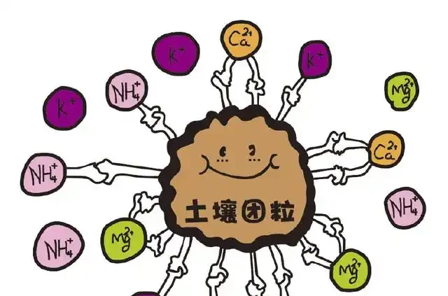 黃金葛施什麼肥好?真實經驗告訴你!