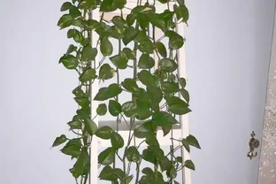 黃金葛施什麼肥好？真實經驗告訴你！